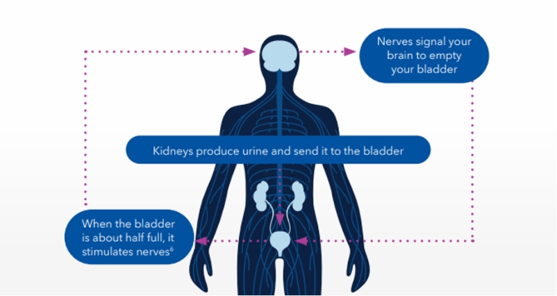 Wireless, Fully Implantable and Expandable Electronic System for  Bidirectional Electrical Neuromodulation of the Urinary Bladder